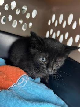 Domestic Short Hair Cats Available for Adoption in Charlotte, North Carolina - MERLIN | PetCurious