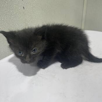 Domestic Short Hair Cats Available for Adoption - Mindy | PetCurious