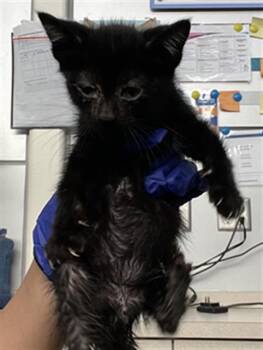 RINGO -  Domestic Short Hair Cat Available for Adoption in Dallas, Texas - RINGO | PetCurious