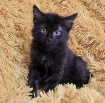 Jude -  American Bobtail and Maine Coon Cat for Adoption in St. Augustine, Florida - Jude | PetCurious