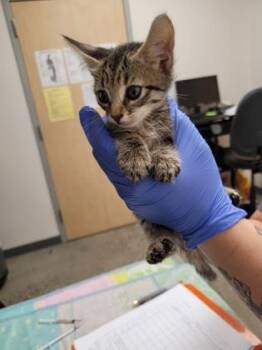 Sugar -  Domestic Short Hair Cat for Adoption in Sacramento, California - Sugar | PetCurious