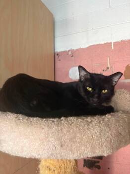 Burnt Baked Beans -  Domestic Medium Hair Cat for Adoption in Phoenix, Arizona - Burnt Baked Beans | PetCurious