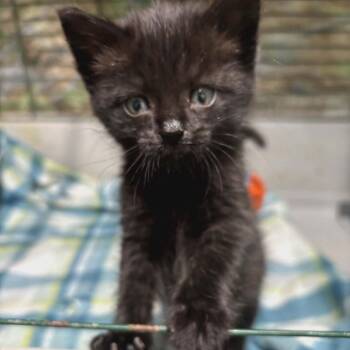 Domestic Medium Hair Cats Available for Adoption in Charlottesville, Virginia - Enzo | PetCurious