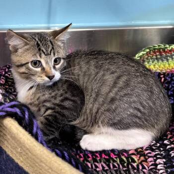 Blaze -  Domestic Short Hair Cat for Adoption in Mount Vernon, Indiana - Blaze | PetCurious