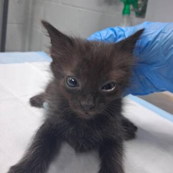 Wish Bear -  Domestic Short Hair Cat for Adoption in Summerville, South Carolina - Wish Bear | PetCurious