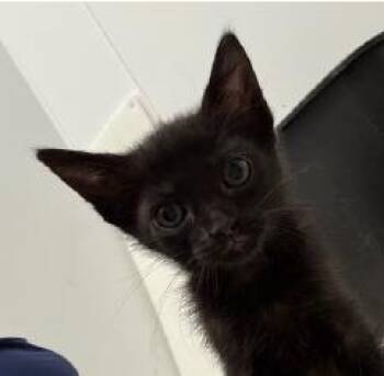Olympia -  Domestic Short Hair Cat for Adoption in Kansas City, Missouri - Olympia | PetCurious