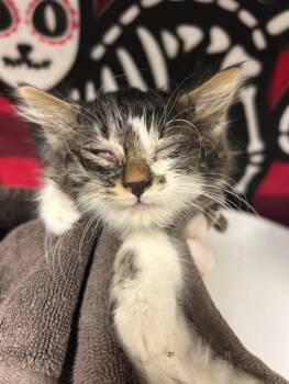 Rescue Domestic Long Hair Cats for Adoption in Riverside, California - ATOM | PetCurious