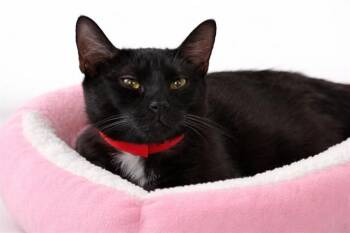 Domestic Short Hair Cats Available for Adoption - VERANDAH | PetCurious