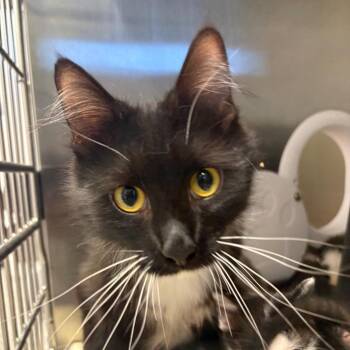Domestic Short Hair Cats Available for Adoption in Morganton, North Carolina - Evergreen | PetCurious