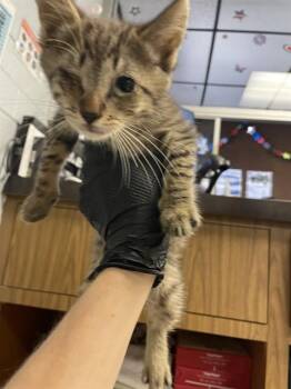 BUSTER -  Domestic Short Hair Cat for Adoption in Stockton, California - BUSTER | PetCurious