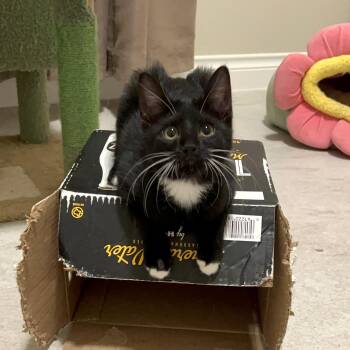 Wally -  Domestic Short Hair Cat for Adoption in Liverpool, Texas - Wally | PetCurious