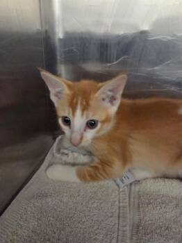 BESTA -  Domestic Short Hair Cat for Adoption in Rosenberg, Texas - BESTA | PetCurious