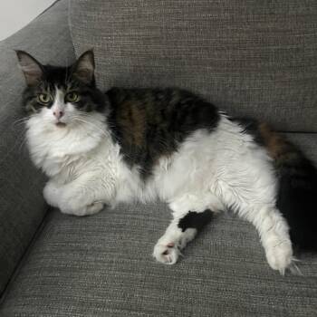 Rescue Domestic Long Hair Cats for Adoption in Monroe, Michigan - Elsa | PetCurious