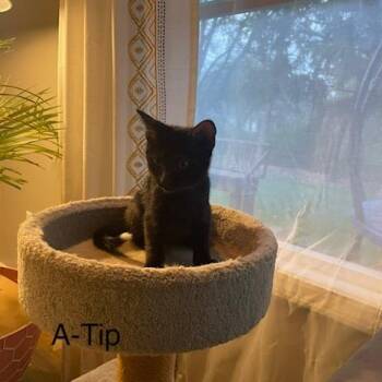 Domestic Short Hair Cats Available for Adoption in Carmel, Indiana - Q-tip | PetCurious
