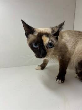 Domestic Short Hair Cats Available for Adoption in Winter Haven, Florida - A1267039 | PetCurious