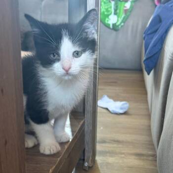 Zebruh 56192 -  Domestic Short Hair Cat for Adoption in Eaton Rapids, Michigan - Zebruh 56192 | PetCurious