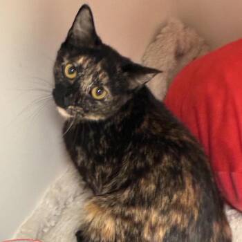 Domestic Short Hair Cats Available for Adoption in South Elgin, Illinois - Rachel | PetCurious