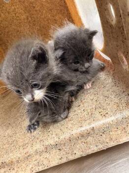 BILL -  Domestic Short Hair Cat for Adoption in Riverside, California - BILL | PetCurious