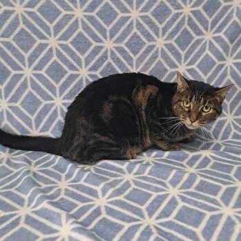 Marco -  Domestic Short Hair Cat for Adoption in Valdosta, Georgia - Marco | PetCurious