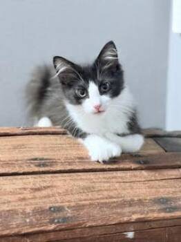 CHRIS - Little boy with big paws! -  Domestic Medium Hair and Extra Toes Cat Hemingway Polydactyl Cat for Adoption in Hillsboro, Oregon - CHRIS - Little Boy With Big Paws! | PetCurious