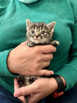 Rescue Domestic Short Hair Cats for Adoption in Camden, South Carolina - Landslide (Available For Pre-adoption) | PetCurious