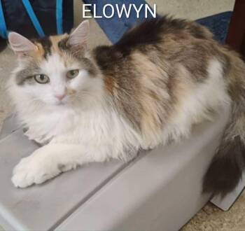 Domestic Long Hair Cats Available for Adoption in Groveland, Massachusetts - Ellowyn | PetCurious