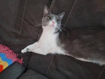 Hazel -  Domestic Short Hair Cat for Adoption in Hillsboro, Oregon - Hazel | PetCurious