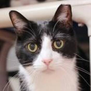 Domestic Short Hair Cats Available for Adoption in Hilliard, Ohio - Theon | PetCurious