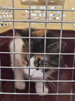 A138735 -  Domestic Short Hair Cat for Adoption in Palmetto, Florida - A138735 | PetCurious