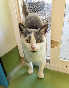 Rescue Domestic Short Hair Cats for Adoption in Batavia, Ohio - Bailey Grace | PetCurious