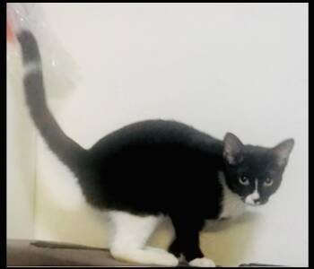 Rescue Domestic Short Hair Cats for Adoption in Port Orange, Florida - RINGO (white Ring On Tail) So Cute! | PetCurious