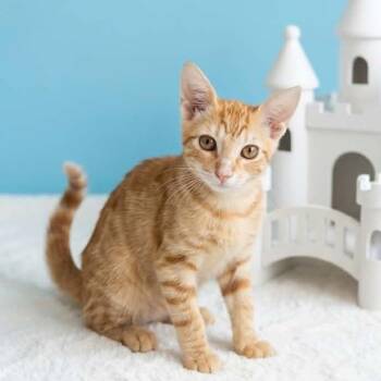 Mati -  Domestic Short Hair Cat for Adoption in San Diego, California - Mati | PetCurious