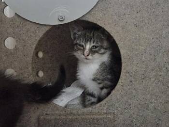 A1051606 -  Domestic Short Hair Cat for Adoption in Martinez, California - A1051606 | PetCurious