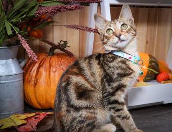 Rescue Torbie and Domestic Short Hair Cats for Adoption in Lucas, Texas - Miki | PetCurious