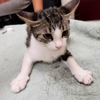 SCFL-Stray-66520 -  Domestic Short Hair Cat for Adoption in Lake Panasoffkee, Florida - SCFL-Stray-66520 | PetCurious