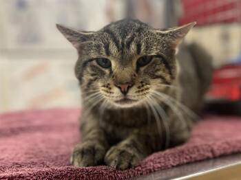 SLINKY -  Domestic Short Hair Cat for Adoption in Aliquippa, Pennsylvania - SLINKY | PetCurious