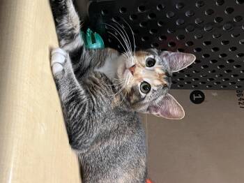 Rescue Domestic Short Hair Cats for Adoption in Tustin, California - Chapis | PetCurious