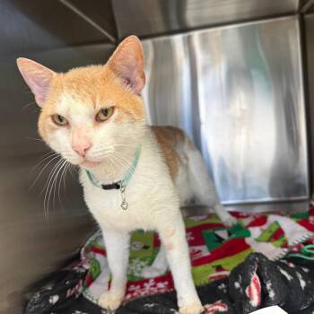 Sebas -  Domestic Short Hair Cat for Adoption in Lakeland, Florida - Sebas | PetCurious