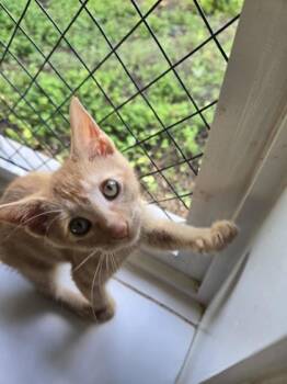 Lyla -  Domestic Short Hair Cat for Adoption in Honolulu, Hawaii - Lyla | PetCurious