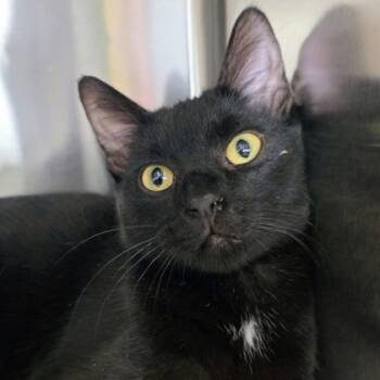 Rescue Domestic Short Hair Cats for Adoption in Beatrice, Nebraska - Wilson | PetCurious