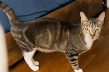 Mama Vanille -  Domestic Short Hair Cat for Adoption in Deltona, Florida - Mama Vanille | PetCurious