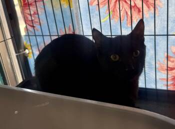 Fern -  Domestic Short Hair Cat for Adoption in Jacksonville, Florida - Fern | PetCurious