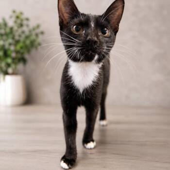 Kiwi -  Domestic Short Hair Cat for Adoption in Edmond, Oklahoma - Kiwi | PetCurious