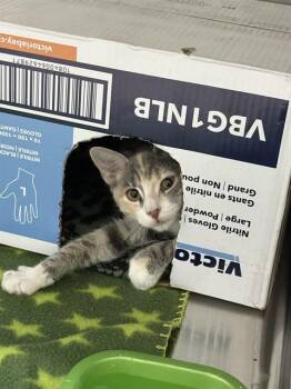 NUGGET -  Domestic Short Hair Cat for Adoption in Killeen, Texas - NUGGET | PetCurious