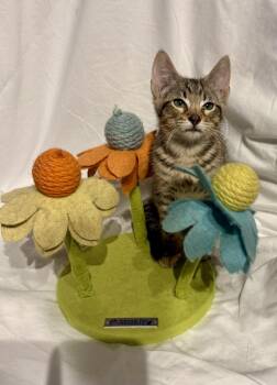 Jackson & Austin BONDED LOCATED IN NE WITH FOSTER -  Domestic Short Hair Cat for Adoption in Boca Raton, Florida - Jackson & Austin BONDED LOCATED IN NE WITH FOSTER | PetCurious