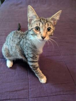 Kahlo - KITTEN in foster -  Domestic Short Hair Cat for Adoption in Alexandria, Virginia - Kahlo - KITTEN In Foster | PetCurious