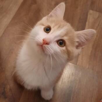 Domestic Short Hair Cats Available for Adoption in Watertown, New York - Tumeric | PetCurious