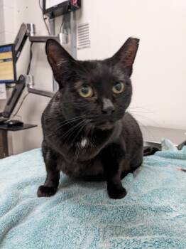 Rescue Domestic Short Hair Cats for Adoption in Cleveland, Ohio - Brownie | PetCurious