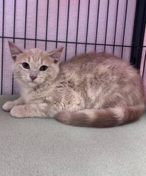 Fiona -  Domestic Short Hair Cat for Adoption in Bowmanville, Ontario - Fiona | PetCurious