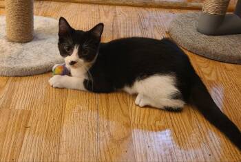 Cricket -  Domestic Short Hair Cat for Adoption in Waynetown, Indiana - Cricket | PetCurious